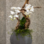 vaso con orchidee bianche