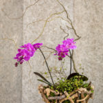vaso di legno con orchidee