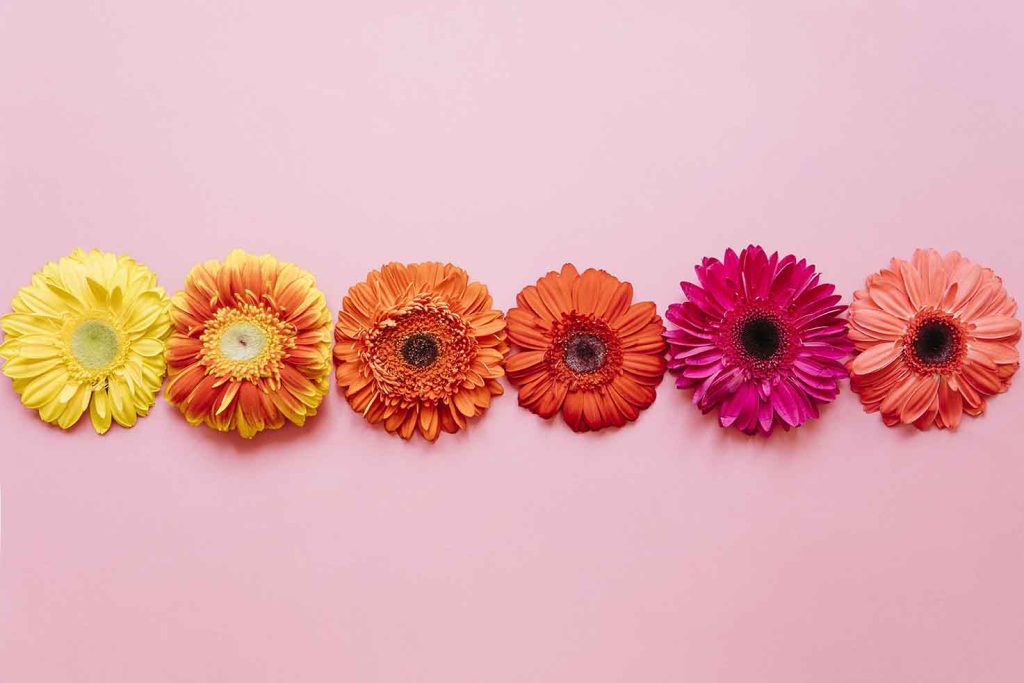 il significato dei fiori 03