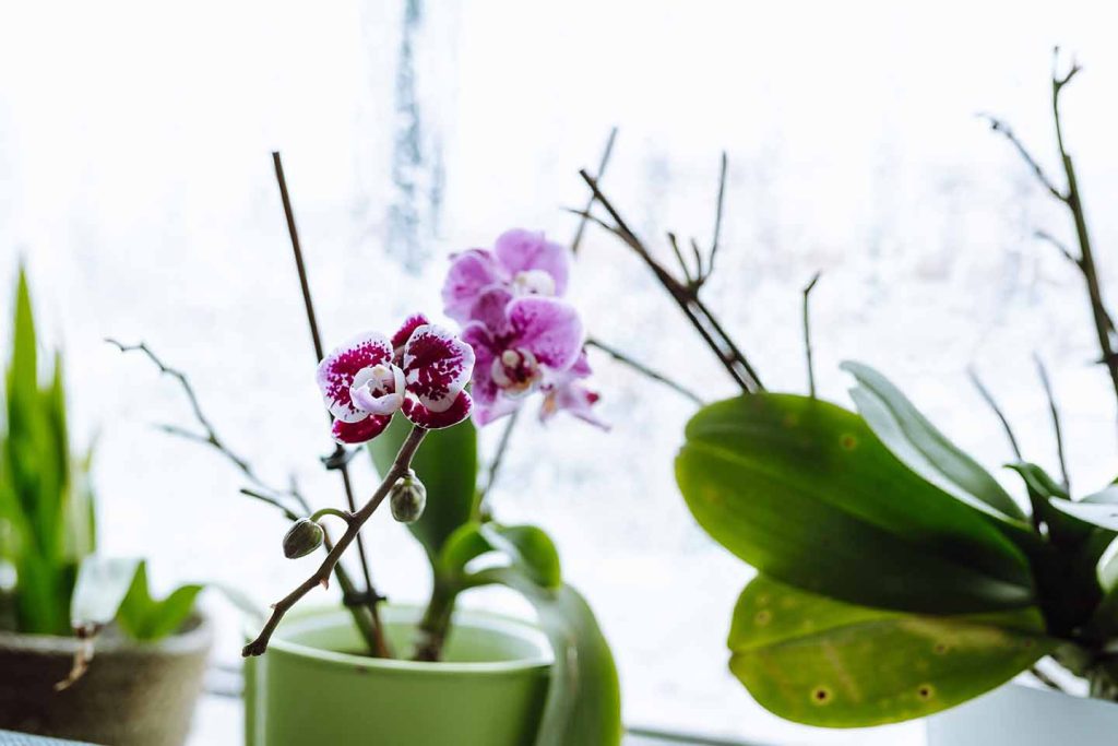 pianta di orchidea